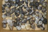 Lot: to Natural Chalcedony Nodules - Pieces #137985-1